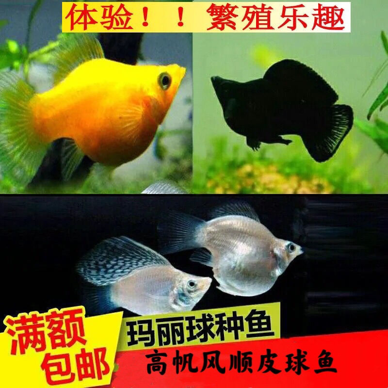胎生鱼集米奇黑玛丽小型金球繁殖玛丽高帆皮球鱼