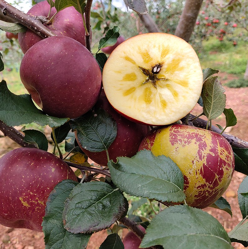 苹果2021云南昭通冰糖糖心新鲜水果甜脆野生苹果