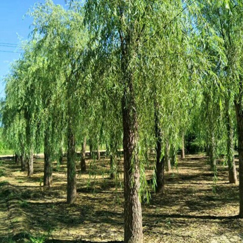 柳树竹柳速生道路庭院柳苗金丝金柳树苗黄金柳行道树