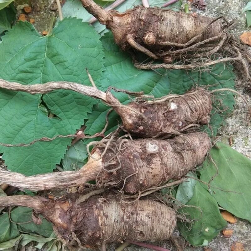 贵州省野生雪里250g包邮中草药药材苗家包谷半截其他药食同源食品