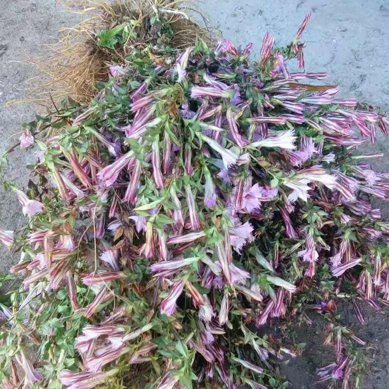 贵州省海拔星秀鱼草小青药材中草野生高海拔包邮传统滋补品其他