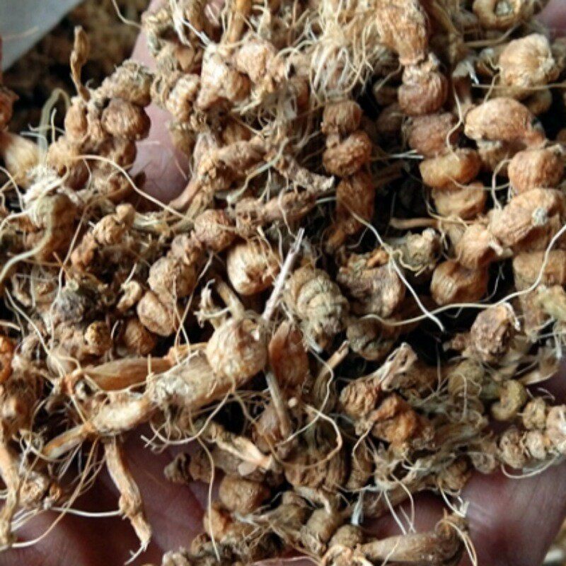 算盘药材草药草中珍珠珠子连环盘子野生贵州省其他药食同源食品