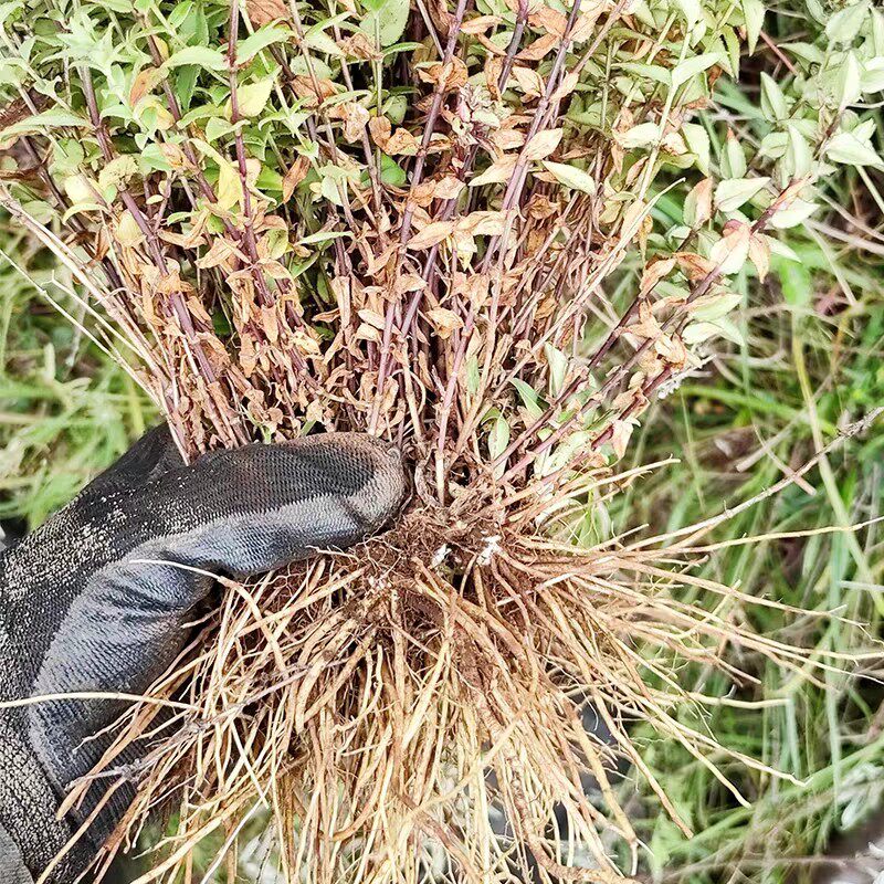 贵州省海拔星秀鱼草小青药材中草野生高海拔包邮传统滋补品其他