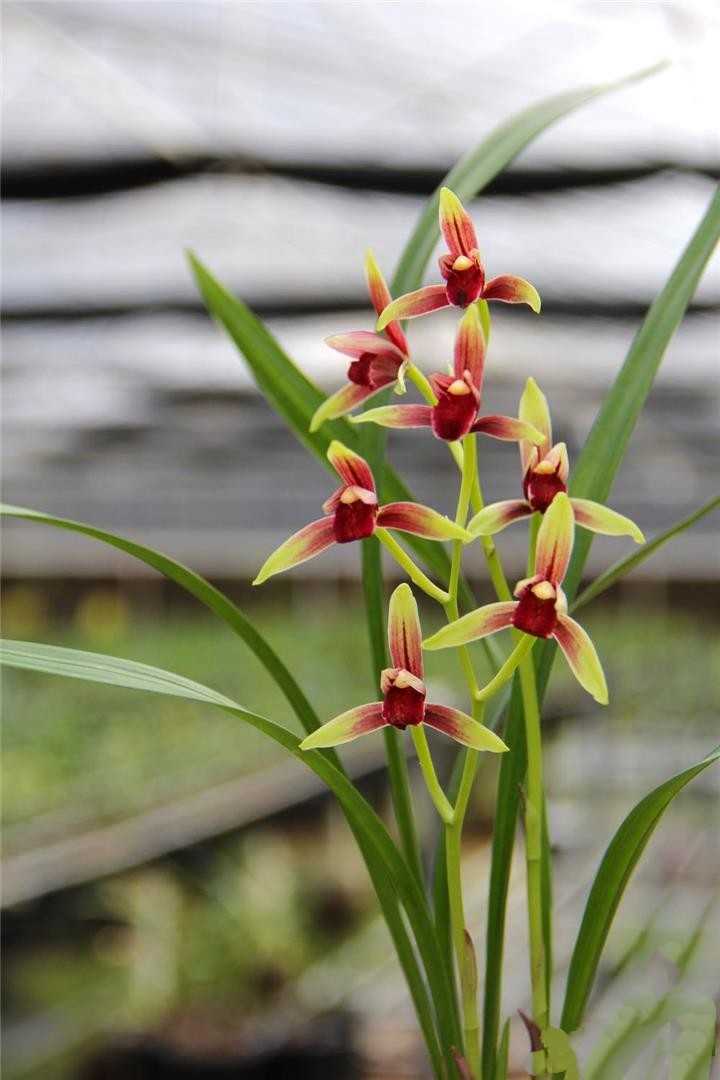 包邮四季开花花名品兰花苗盆栽建兰国魂阳台时令草本花卉