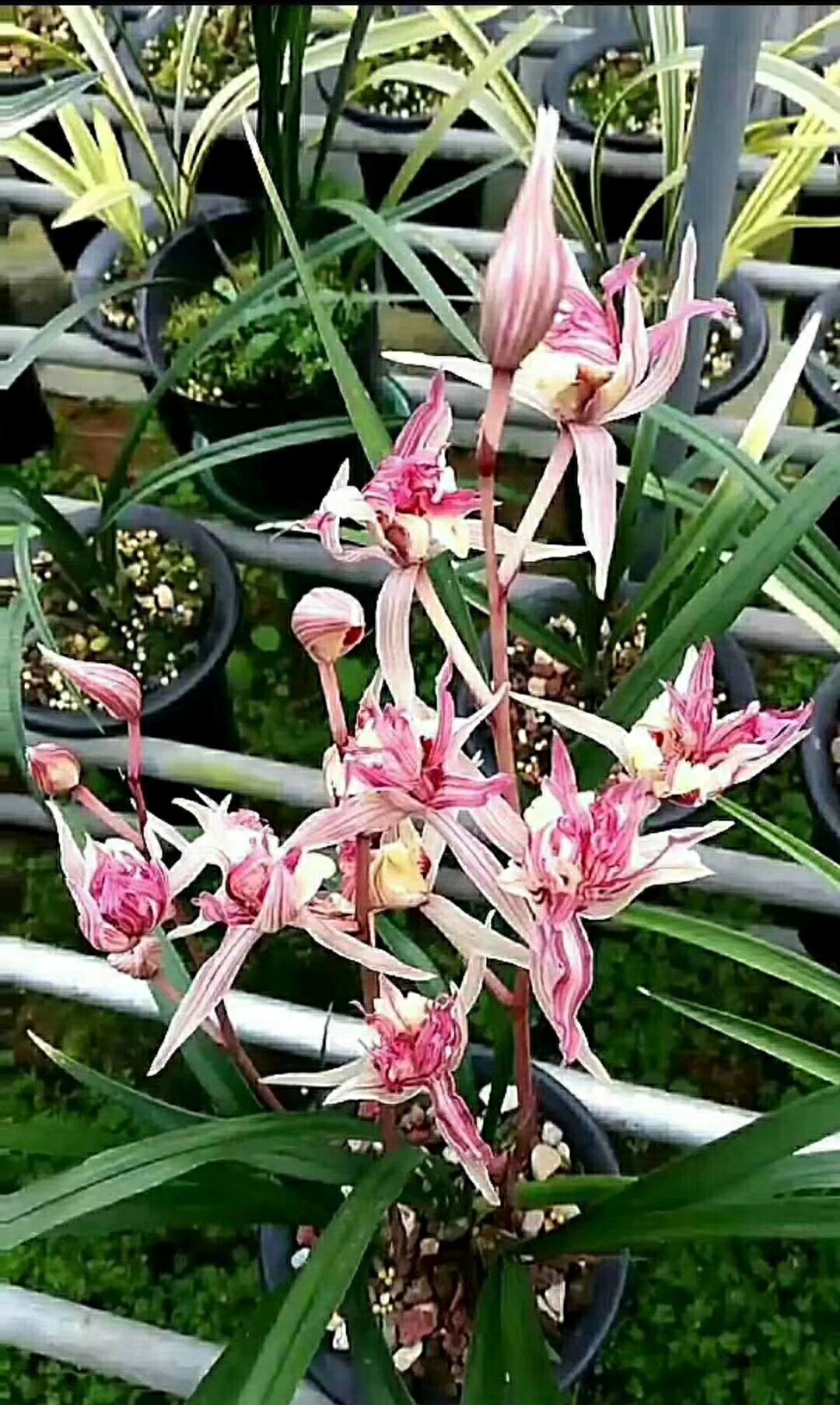 包邮阳台室内花卉盆栽兰花花苗寒兰名品红凤凰时令草本花卉