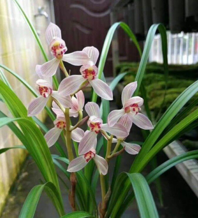 包邮云南自然老种兰花苗莲瓣兰寺小灵童浓香绿植花卉园艺