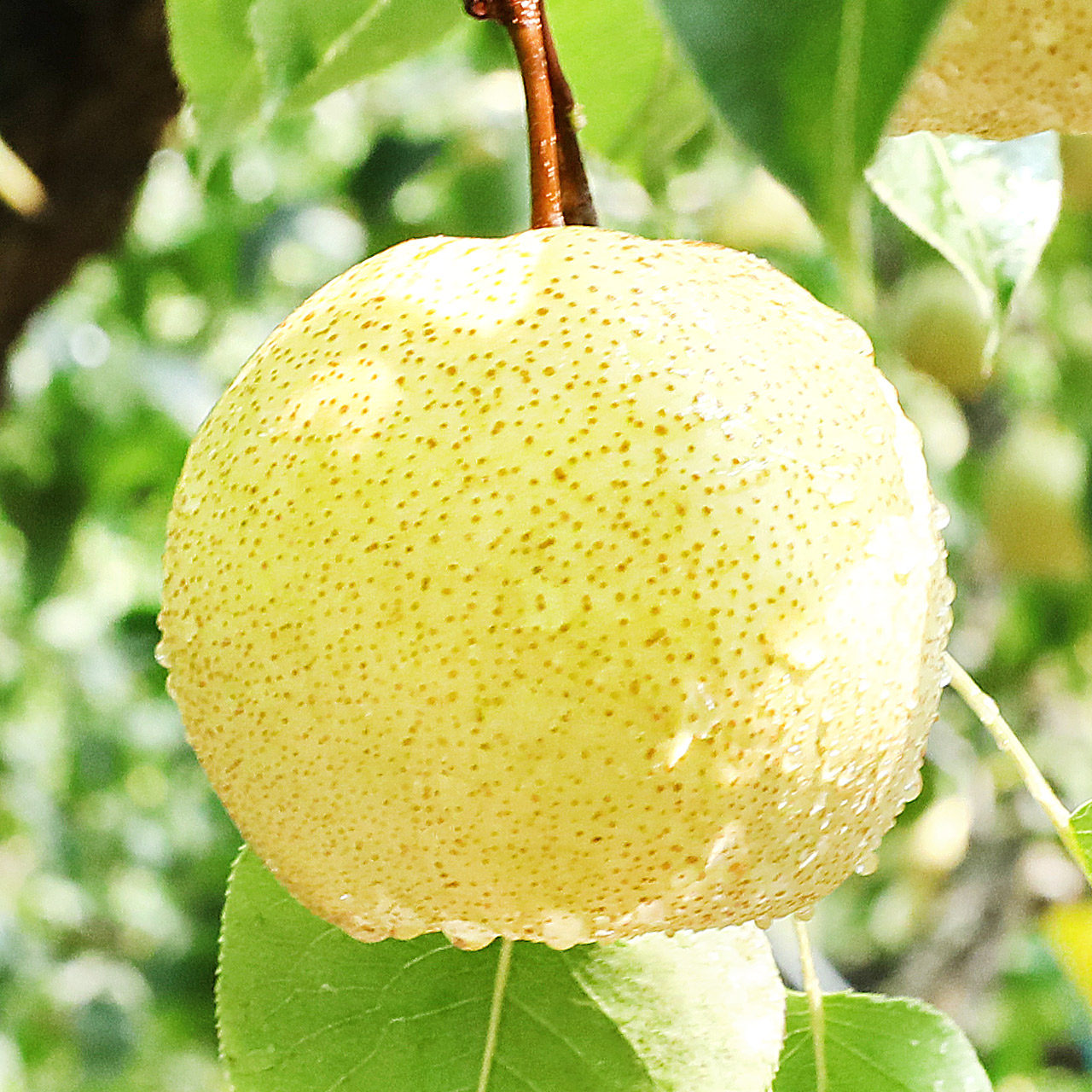 新鲜梨子10斤当季水果安徽砀山梨贡梨酥雪梨梨