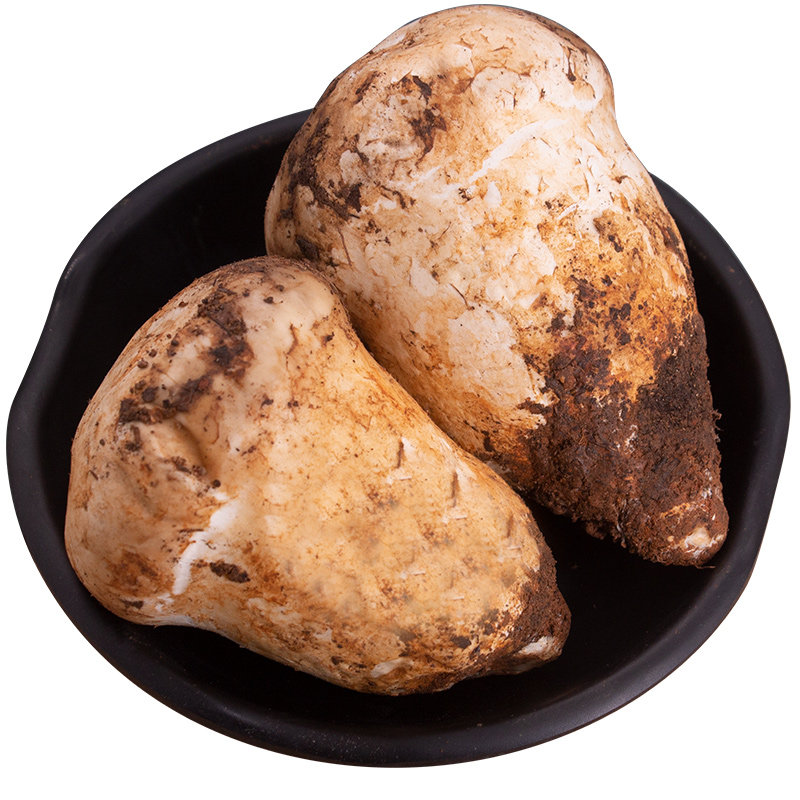 老人头新鲜500g野生云南特产松苞菌仙人头蘑菇新鲜松茸