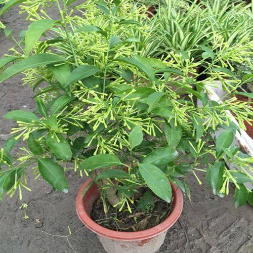 夜来香盆栽栽花树苗花苗蚊子植物蚊虫满屋香花绿植