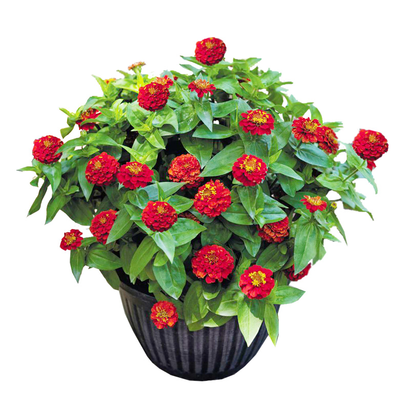 种子百日草四季播种春播花种室内阳台盆栽易种家庭园艺种子