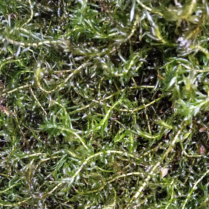 水草鱼塘种子水花花生伊乐藻轮叶黑藻小龙虾鱼蟹水草