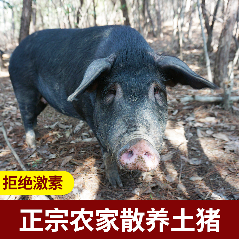 排骨新鲜土猪纯肋排农家猪肋排杀猪肉猪精小排扇排生