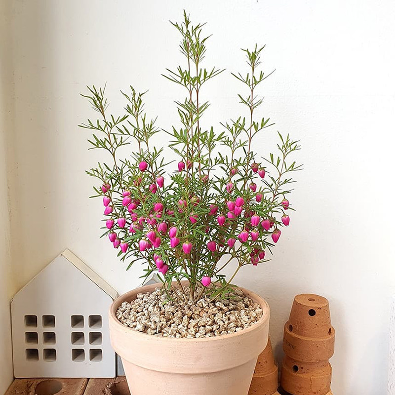 进口花苞红粉花波罗尼boronia开花芸香科好芳香时令草本花卉