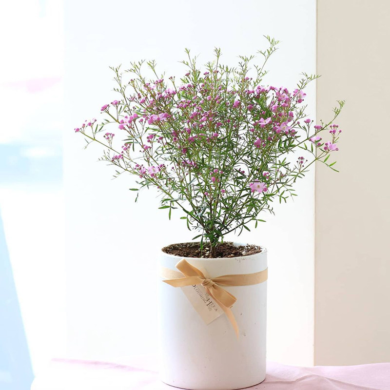 进口花苞红粉花波罗尼boronia开花芸香科好芳香时令草本花卉