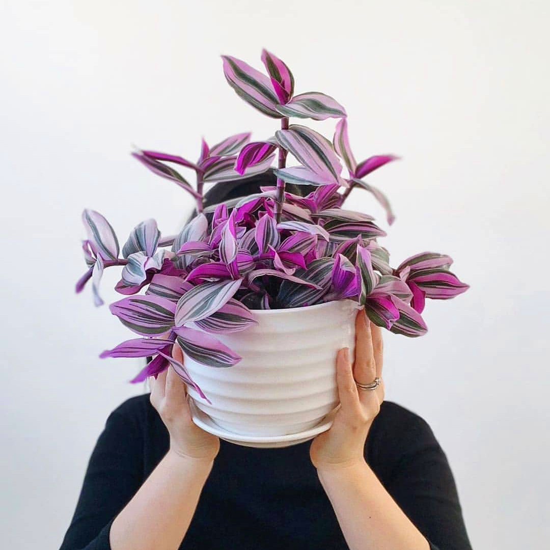 进口紫色油画婚礼吊兰锦超好养室内花卉盆栽绿植