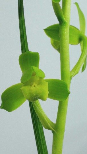 盆景包邮湖北名品品兰花苗蕙兰国荷浓香室内花卉