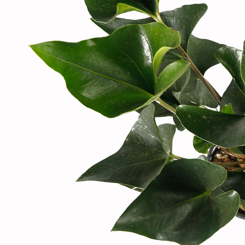 花烛国王anthuriumarrow叶花烛热带进口室内绿植绿植