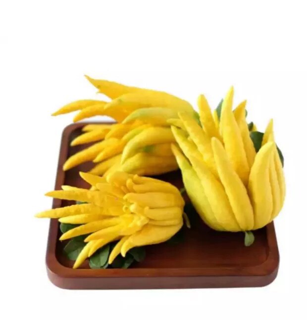 佛手新鲜水果云南五指润喉鲜果供佛观赏金佛手佛手果