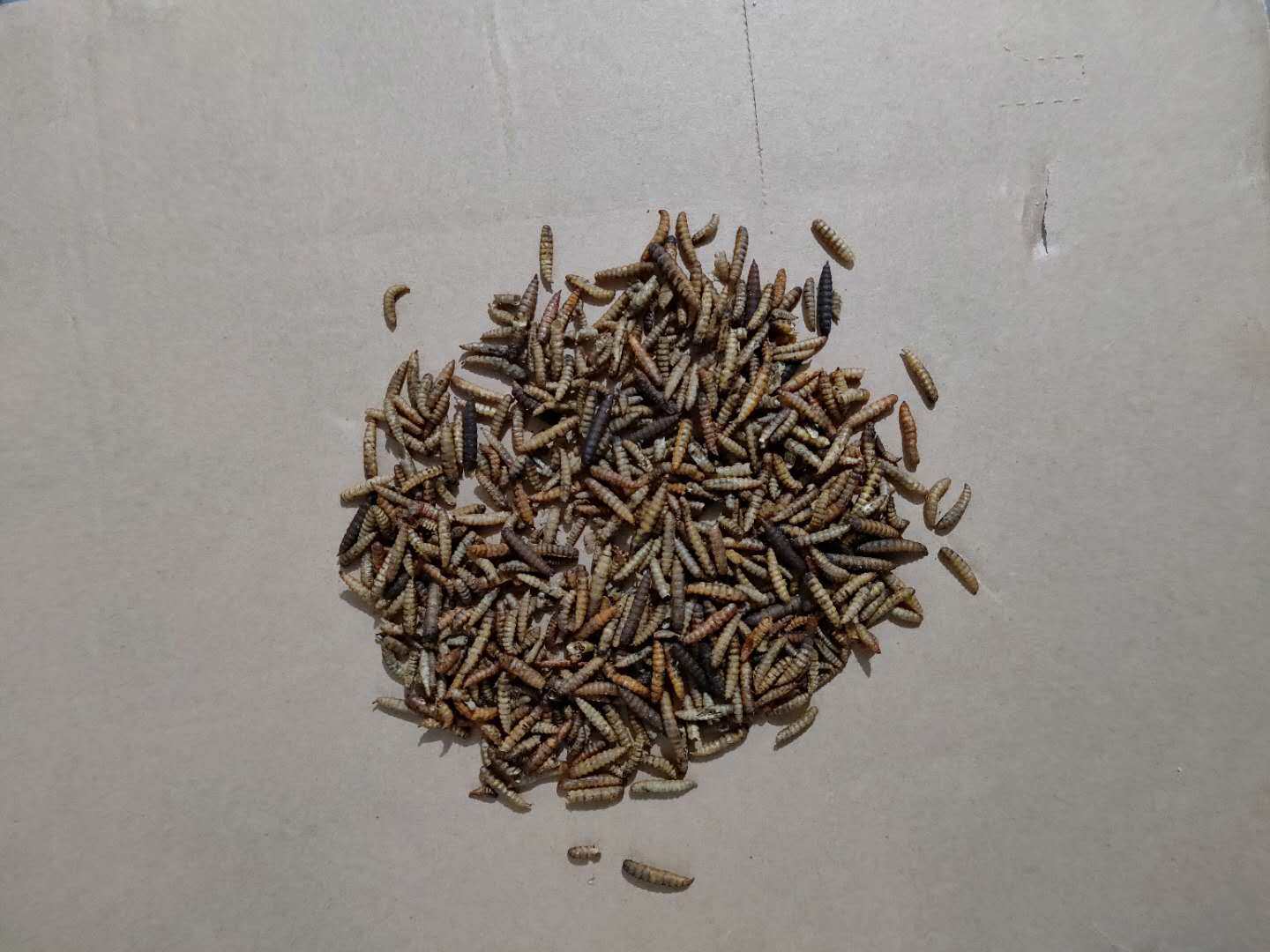 蟾蜍癞蛤蟆蛆干蛆干代打粉灌糯米壳活壳壳活蟾衣其他药食同源食品