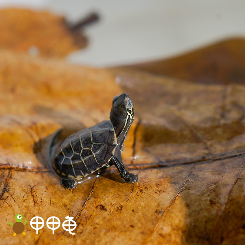 乌龟榄仁叶养龟懒人叶水族小型热带鱼龙鱼草龟虾缸降酸水族ph值