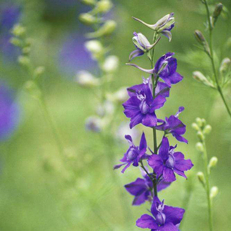 大花飞燕草种子千鸟草种种籽鸽子多年生四季播种家庭园艺种子