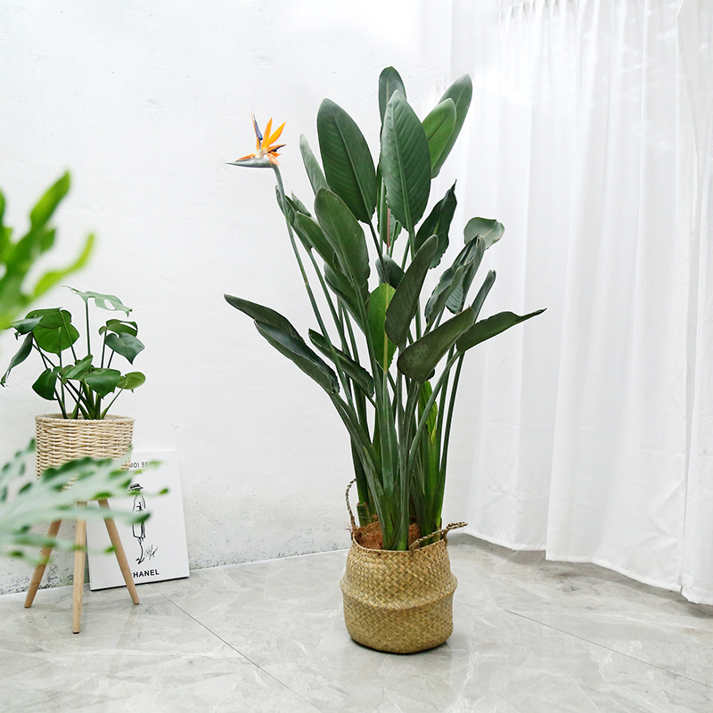 天堂鸟红花盆栽开花鹤望兰办公室客厅大型绿植开业大型绿植