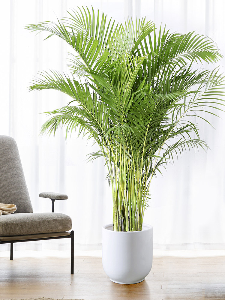 触季散尾葵好室内北欧大型绿色植物客厅办公室甲醛大型绿植