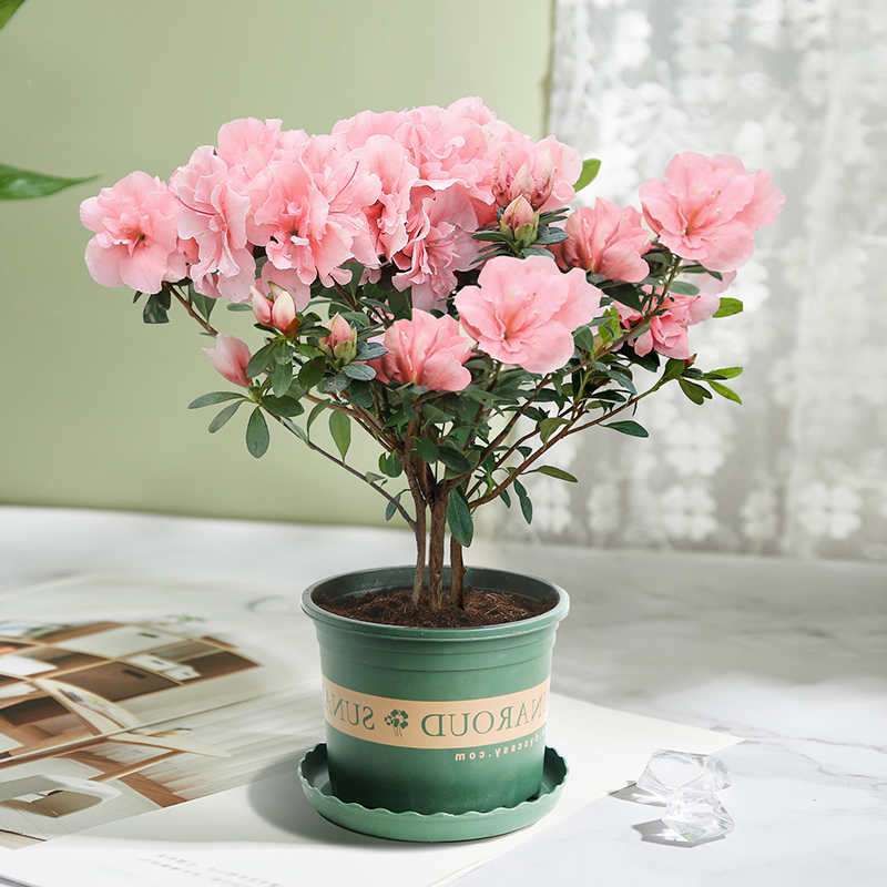 杜鹃花盆栽花卉植物室内花带苞大颗老桩四季开花植物好养易活绿植