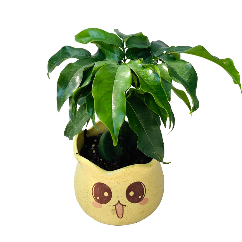 开心果元宝招财进宝室内植物花卉桌面办公室迷你趣味绿植