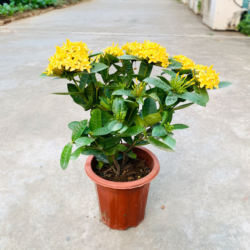 龙船绣球绿植花苞四季开花盆栽庭院阳台多年生时令草本花卉