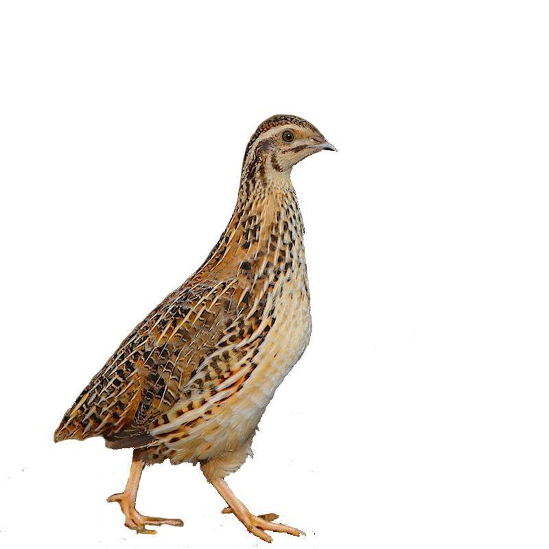 鹌鹑活的成年活物活体下蛋青年散养手养鸟一对鸟