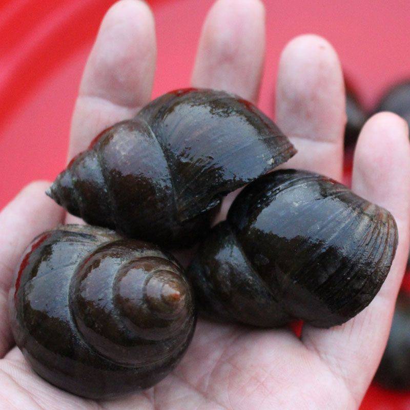 螺蛳鲜活活现剥去去壳大号田螺淡水冰鲜野生泥螺