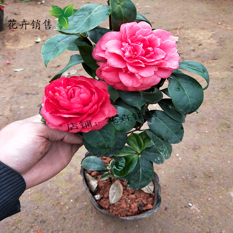 盆栽七巧茶花朱砂山茶花苗带花苞绿植花卉阳台花卉