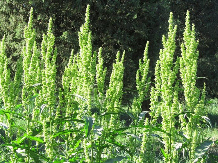 野生新鲜羊蹄全草100克大黄舌头菠菜羊蹄叶羊皮其它