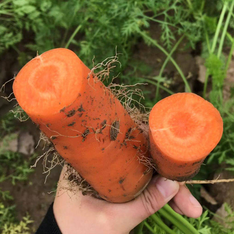 2019年新鲜现挖胡萝卜带泥农家自种蔬菜宝宝辅食萝卜