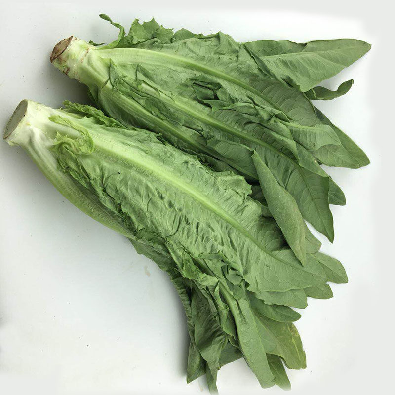 新鲜蔬菜油麦菜 莜麦菜 沙拉菜 凤尾菜菜5斤装冷链包邮