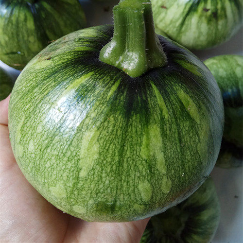 南瓜新鲜湖南蔬菜农家自种绿皮迷你小南瓜仔青南瓜