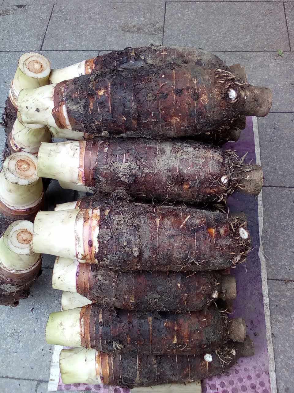 新鲜芋头乐昌张香芋炮弹头小毛芋芋槟榔蔬菜包邮芋头