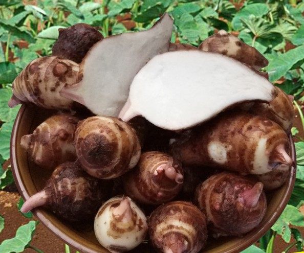 新鲜现挖小毛芋头芋艿蔬菜农家自种带箱5斤其它