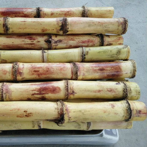 广西贵港高山白玉甘蔗玻璃新鲜水果果汁甘甜其它