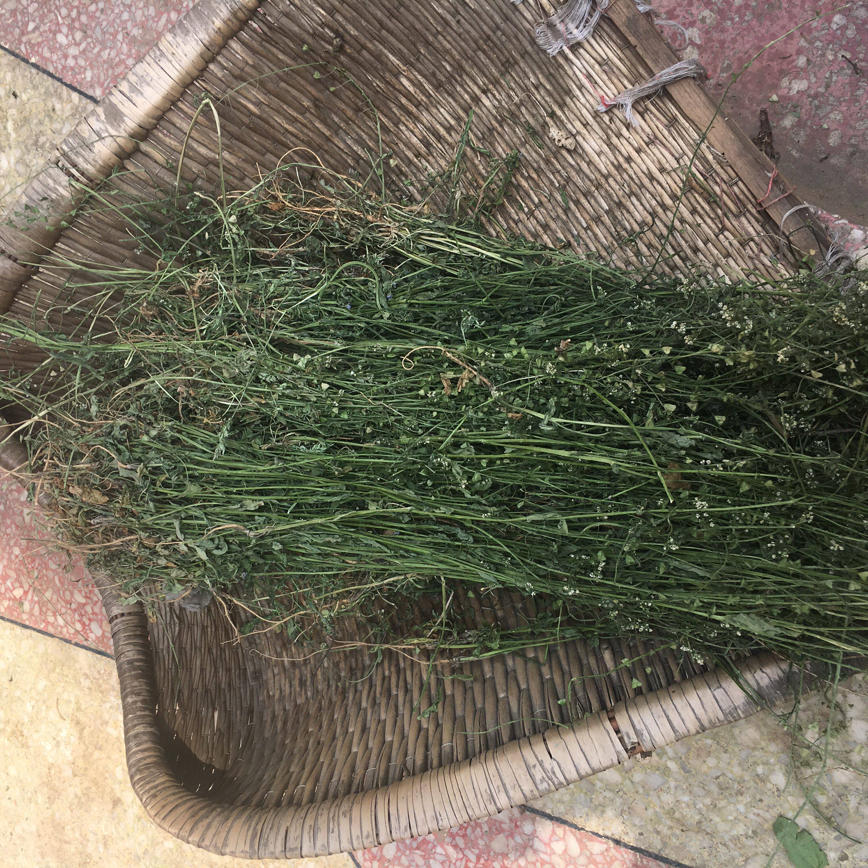 晒干菜花干荠荠荠驱寒月子花籽荠菜整株野生其它