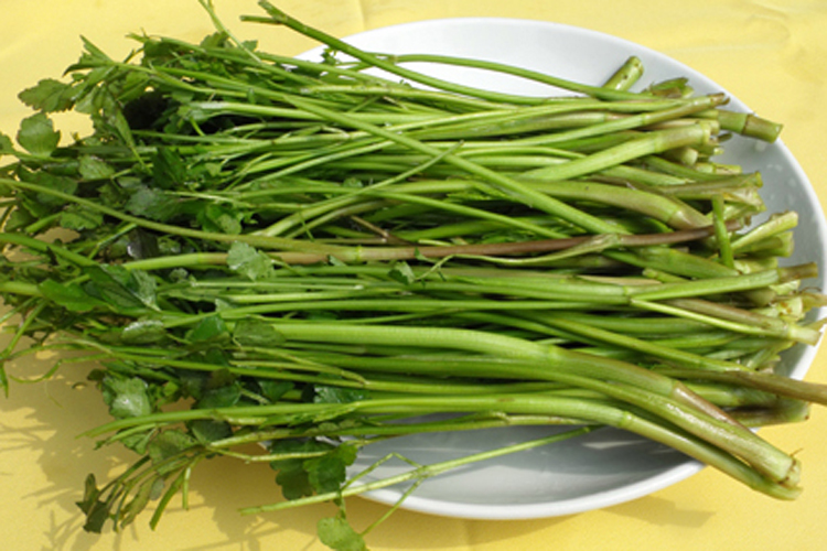 东北特产新鲜野生山山野菜大叶芹山芹菜2斤装包其它