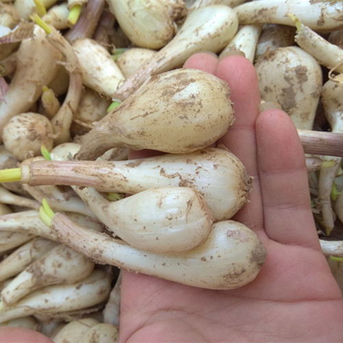 湖南特产新鲜蔬菜泡菜原材料藠头教头头带泥荞头其它