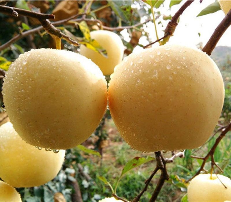 金帅5斤辅食苹果宝宝粉面黄蕉奶油黄金帅富士现货苹果