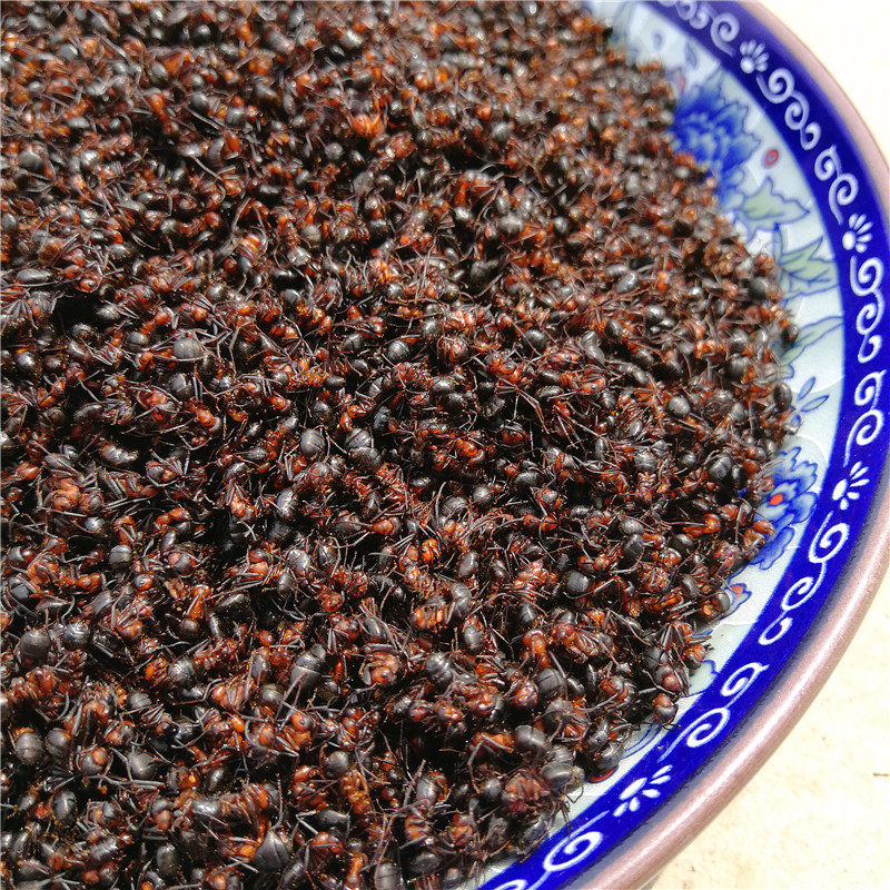 正宗长白山野生红蚂蚁新鲜500克个大干净新货泡酒其它