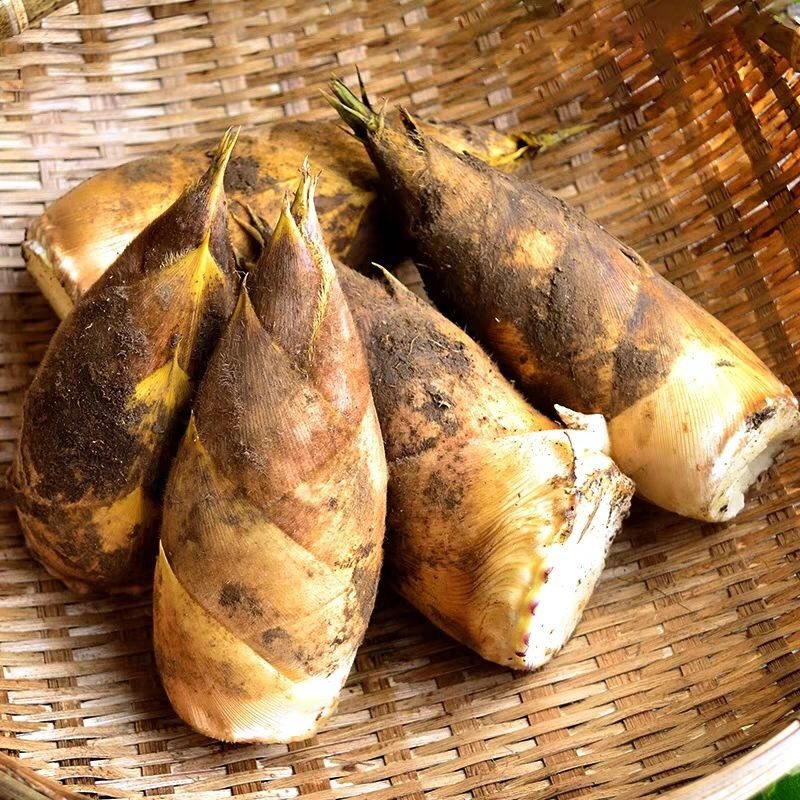 春笋新鲜竹笋2019野生冬笋现挖楠竹5斤带箱竹笋