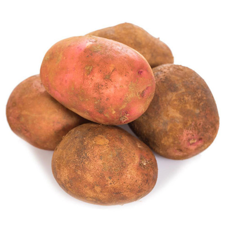 云南会泽红皮土豆新鲜农自种马铃薯特产黄洋芋洋芋土豆