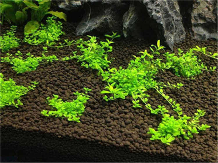 鱼缸水草种子装饰牛毛水草种籽水兰植物活莫斯草缸增氧淡水真草泥