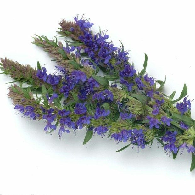 种子香草可食用蚊虫多年生植物香囊草种四季易种家庭园艺种子