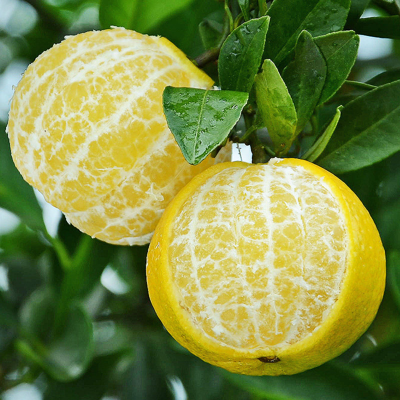 广西皇帝柑纯甜应季新鲜水果冰糖橙黄帝贡甘薄皮沃柑黄帝橘整箱